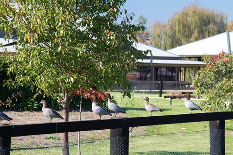 Potters Apartments - Accommodation Australia 25