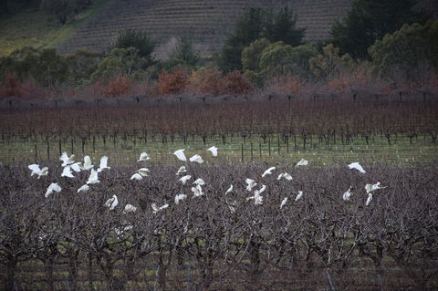 Borrodell Vineyard - Accommodation Australia 32