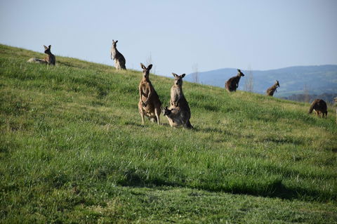 Borrodell Vineyard - Accommodation Australia 33