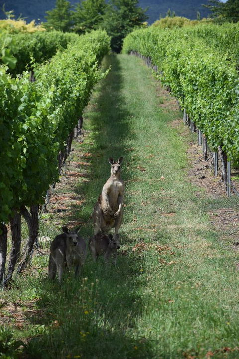 Borrodell Vineyard - Accommodation Australia 31