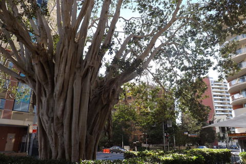 Fiori Apartments - Accommodation Australia 29