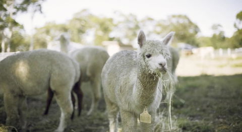 The Woods Farm Jervis Bay - Australia Shopping 12