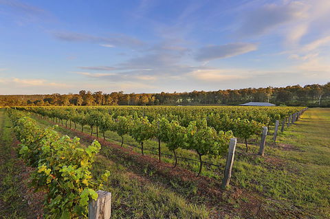 Ironstone Estate Lovedale - Bed n Breakfasts 31