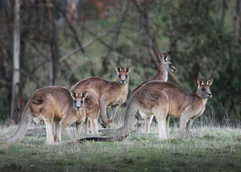 Pound Creek Gallery - Local Tourism 25