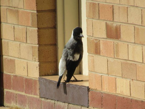Allonville Gardens Motel - Accommodation Australia 34