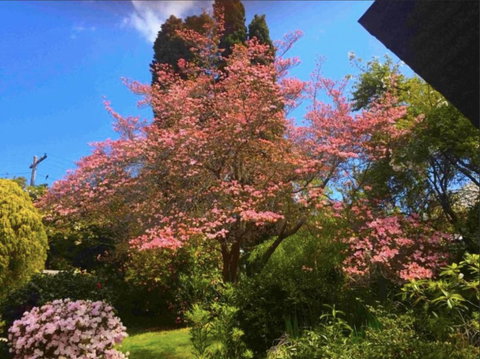 Dangal Gardens - Local Tourism 27