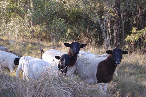 Cadair Cottages - Accommodation Australia 15