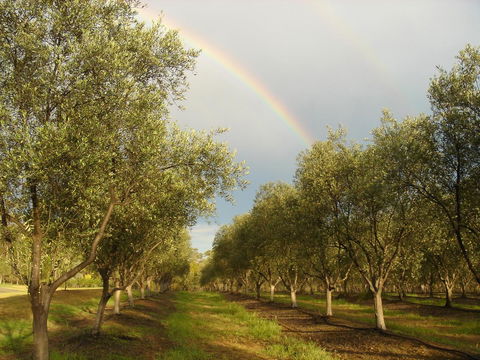 Adina Vineyard - Australia Shopping 19