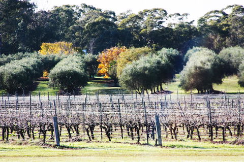 Adina Vineyard - Australia Shopping 15