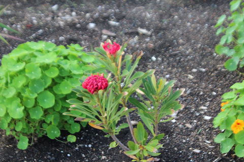 Red Waratah - Accommodation Australia 12