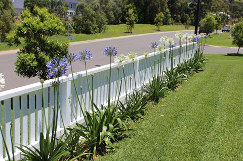 Red Waratah - Accommodation Australia 2