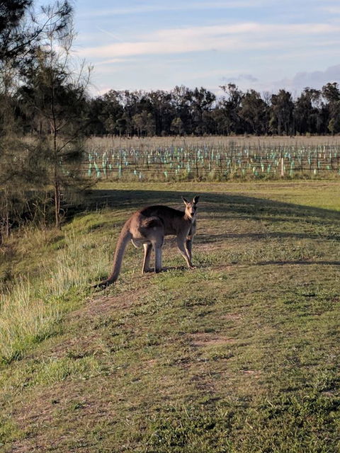 Madigan Wine Country Cottages - Accommodation Australia 7