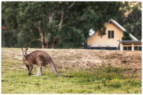 Madigan Wine Country Cottages - Accommodation Australia 4