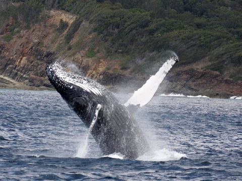 Braemar 9 - Bed n Breakfasts 8