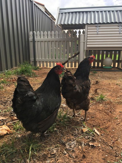 Thelma's Temora - Local Tourism 13