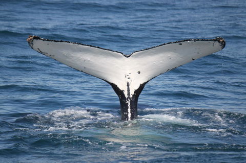 Ingenia Holidays Eden Beachfront - Bed n Breakfasts 37