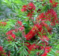 Bottlebrush B  B - Local Tourism