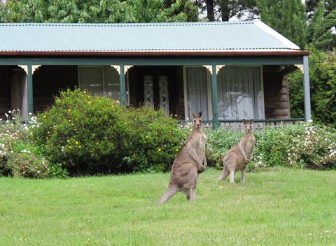 Cedar Lodge Cabins - Local Tourism 0
