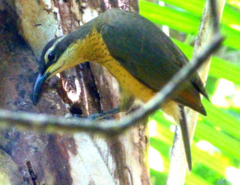 Daintree Holiday Homes - The Folly - Accommodation Australia 1