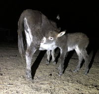 Donkey Tales Farm Cottages - Accommodation Australia