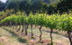 Every Man And His Dog Vineyard - thumb 2