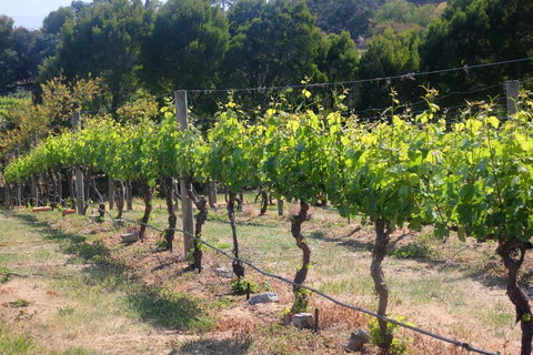 Every Man And His Dog Vineyard - Accommodation Australia 2