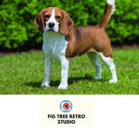 Fig Tree Retro Studio - Australia Shopping