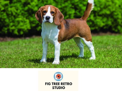 Fig Tree Retro Studio - Australia Shopping 0