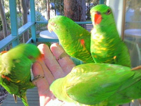 Fyshwicks Cottage - Australia Shopping 3