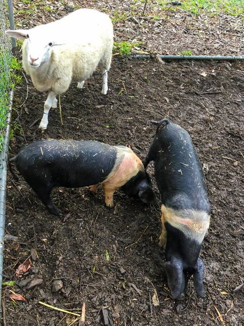 Geelong Tiny House - Australia Shopping 3