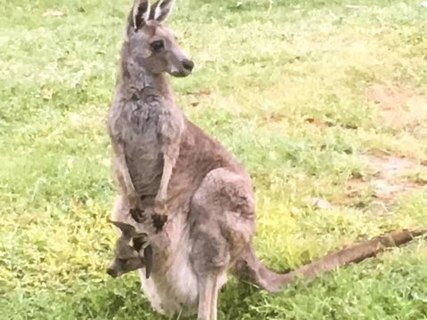 Geelong Tiny House - Australia Shopping 1