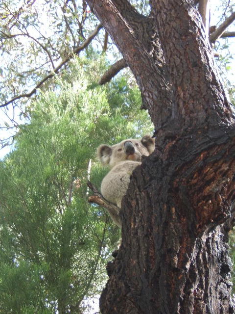 Getaway Tourist Park - Accommodation Australia 3