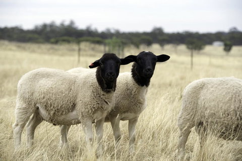 Gilgraves Vineyard Farmstay - Australia Shopping 3