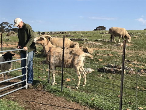 Gilgraves Vineyard Farmstay - Australia Shopping 0