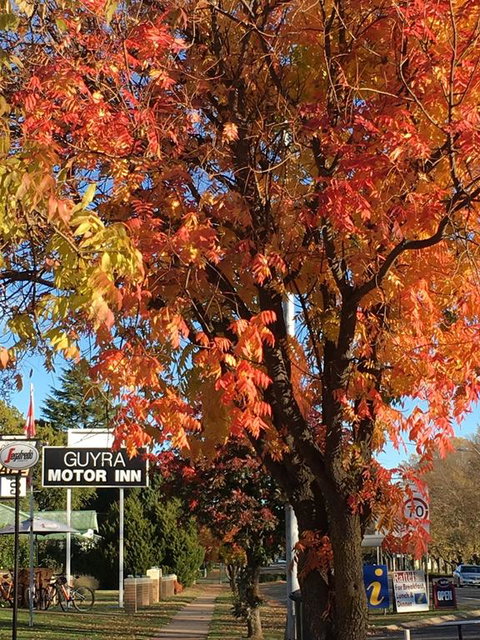 Guyra Motor Inn - Australia Shopping 3