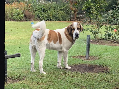 Gzone Farmstay - Accommodation Australia 1