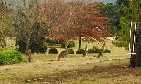 Highfield Cottage - Accommodation Australia 2
