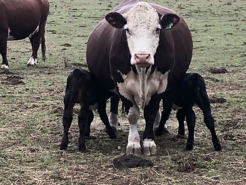 Jackaleah Farm Stay - Accommodation Australia 3
