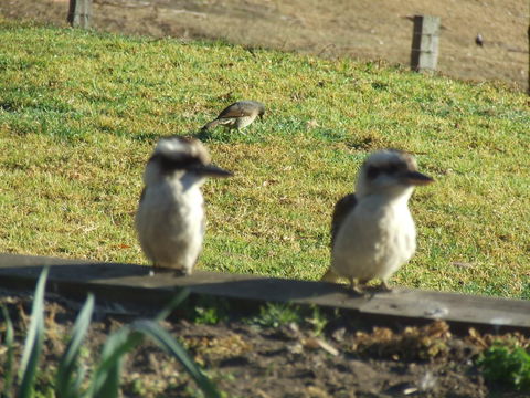 Kiah Country Gardens B&B - Accommodation Australia 3