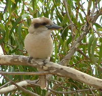 kookaburra nest - Australia Shopping