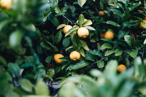 Lemon Tree Cottage - Bendeela - Accommodation Australia 1