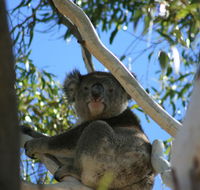 Levi Park Caravan Park - Accommodation Australia