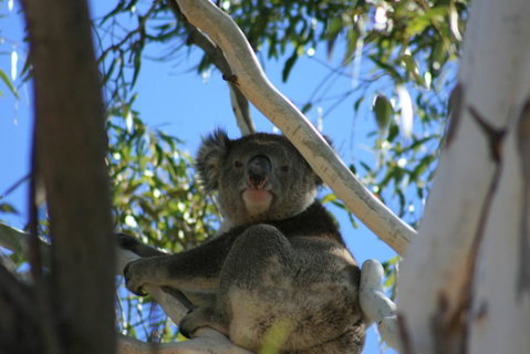 Levi Park Caravan Park - Accommodation Australia 0