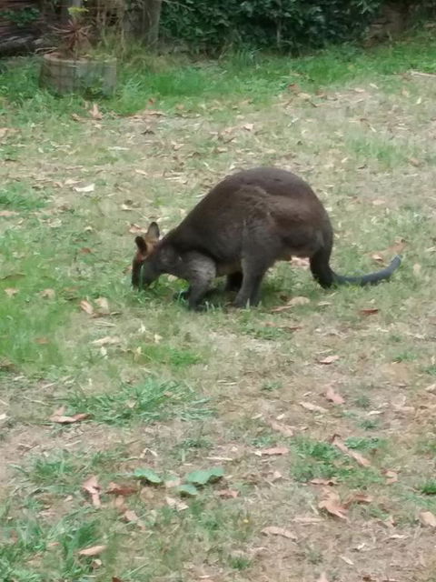 Lyrebird Gully Retreat - Australia Shopping 1