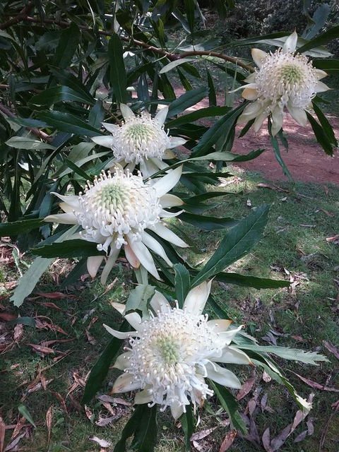 Lyrebird Gully Retreat - Australia Shopping 0