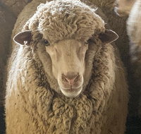 Mascot Cottage - Pet Friendly and Complimentary Breakfast Hamper - Accommodation Australia