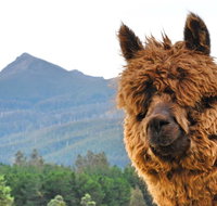 Maydena Mountain Cabins - Australia Shopping