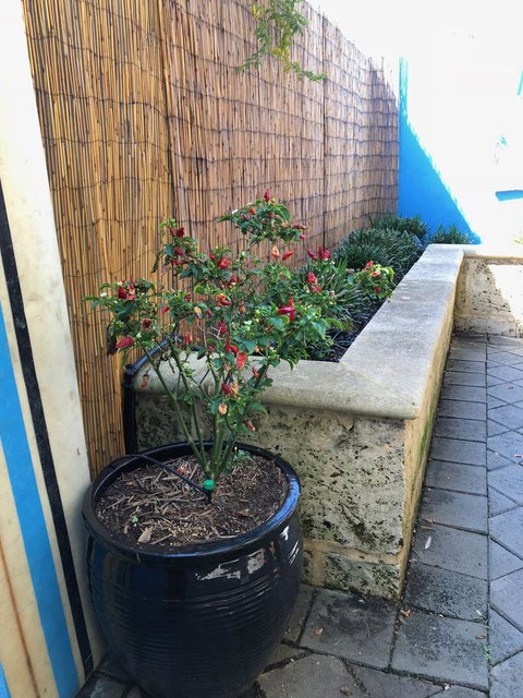 BeachHideaway@Scarborough - Local Tourism 33