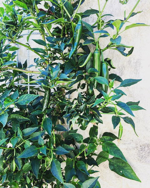 BeachHideaway@Scarborough - Local Tourism 9