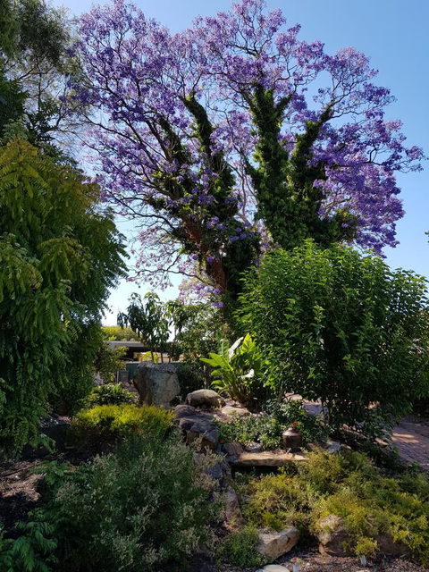 Jacaranda Hideaway Bed & Breakfast - Local Tourism 10
